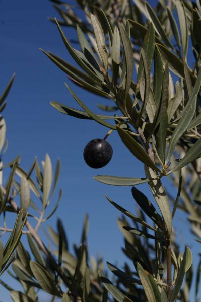 la dernière olive